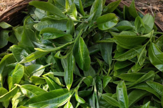 最耐泡的茶葉排名，什么茶葉經(jīng)久耐泡？