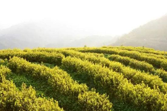 黃金茶的功效及禁忌癥，黃金茶有什么副作用嗎？