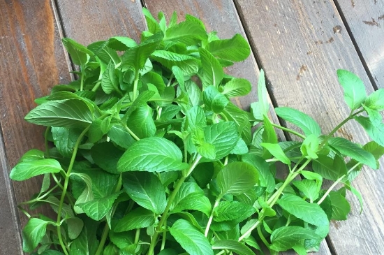 薄荷茶的功效與作用，喝薄荷茶有什么好處？