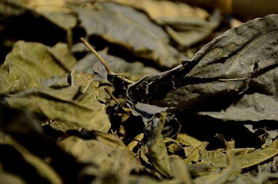 鷓鴣茶什么人不適合喝，鷓鴣茶的禁忌人群