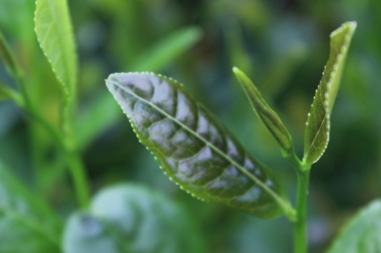 綠茶第一泡要倒掉嗎，為什么綠茶第一泡不喝？