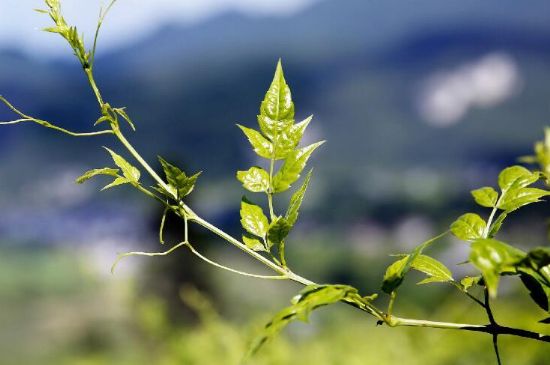 莓茶為什么先苦后甜回甘，莓茶口感怎么樣？