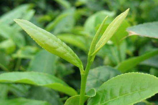 最耐泡的茶葉排名，什么茶葉經(jīng)久耐泡？