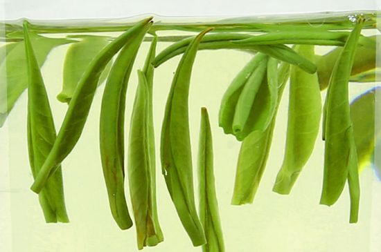 雀舌茶什么人不能喝，雀舌茶的功效與禁忌