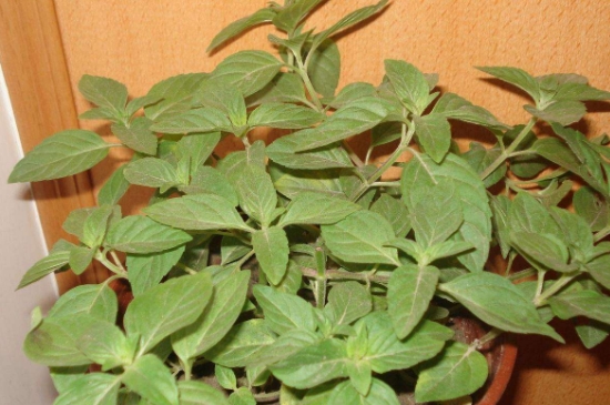 薄荷茶的功效與作用，喝薄荷茶有什么好處？