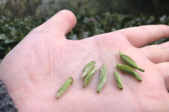 春茶季怎么辨別白毫銀針的好壞，好的白毫銀針如何選購？