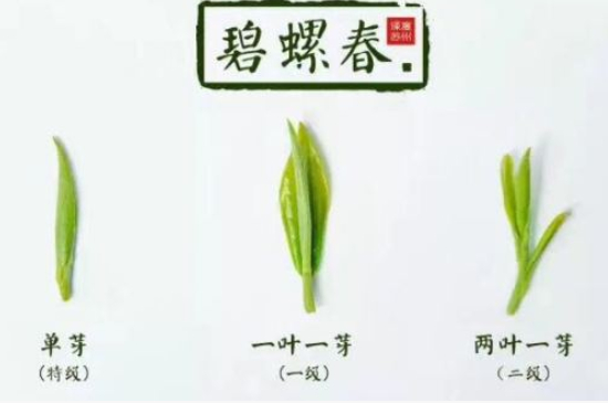 真假碧螺春泡水后區(qū)別，蘇州洞庭碧螺春怎樣鑒別好壞？