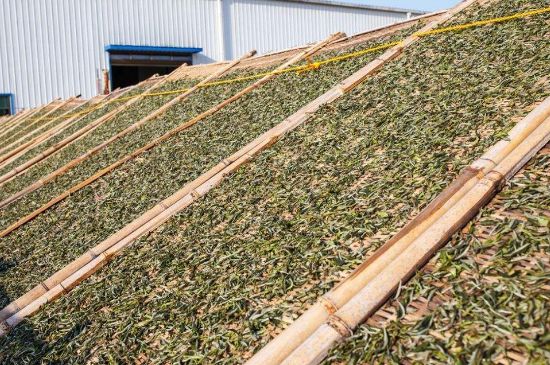 武夷巖茶的初制、精制加工工藝詳細(xì)講解