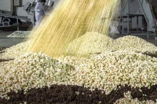 茉莉龍珠怎么做的，茉莉龍珠的制作工藝