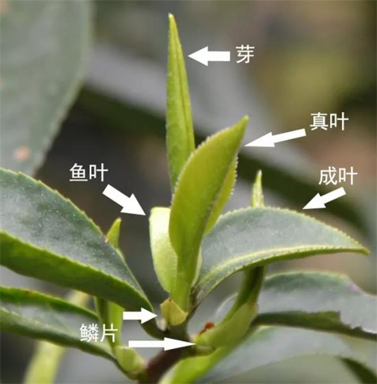 摘茶葉最快的方法，采摘茶葉怎么才能快？