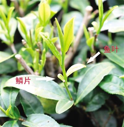 摘茶葉最快的方法，采摘茶葉怎么才能快？