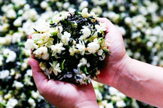 茉莉花和什么在一起喝好，茉莉花喝什么茶搭配？