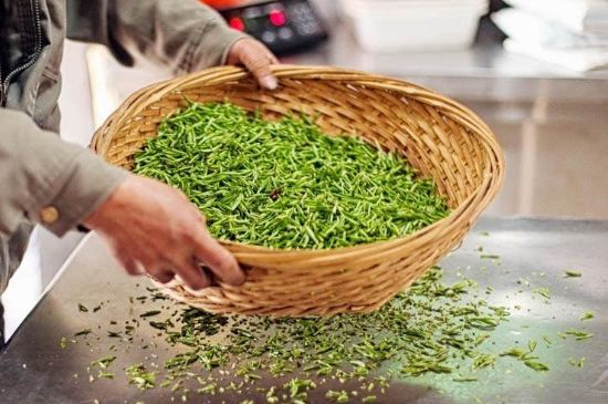 武夷巖茶的初制、精制加工工藝詳細(xì)講解