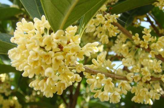 茉莉茶一次泡幾朵，茉莉茶放多少