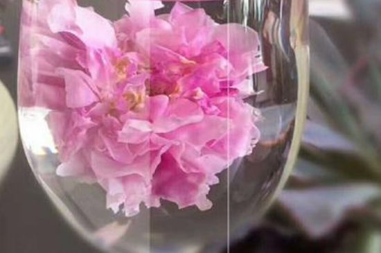 干玫瑰花泡水放幾顆，玫瑰花泡水一次放幾朵？