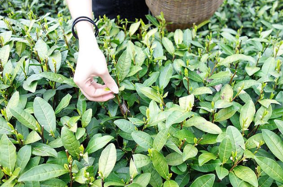 采茶的方法與步驟，如何正確采摘茶葉？