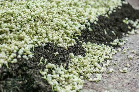 茉莉茶葉的功效與禁忌，什么人不適合喝茉莉花茶？