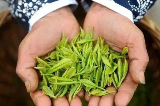 摘茶葉最快的方法，采摘茶葉怎么才能快？