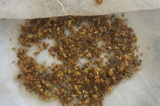 干桂花茶的制作方法，怎樣自制桂花茶？