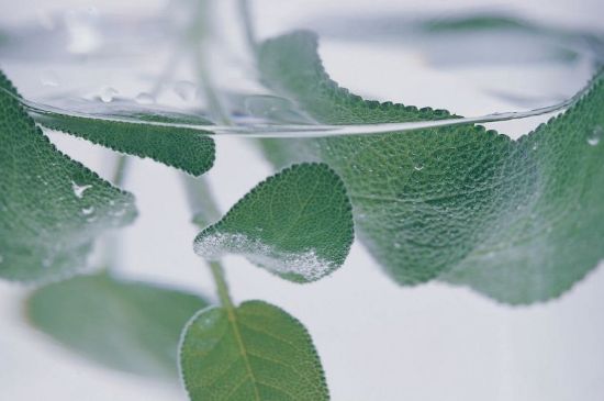 薄荷葉茶怎么制作，薄荷如何做成干茶葉