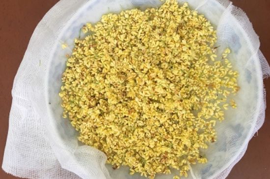 干桂花茶的制作方法，怎樣自制桂花茶？