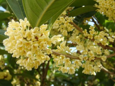 桂花泡茶禁忌，桂花泡水喝的9大禁忌