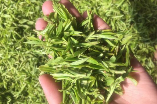 龍井好喝還是毛尖好喝，綠茶是龍井好還是毛尖好？