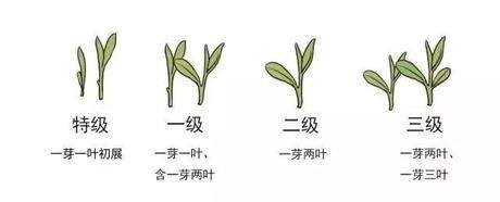 烏牛早和龍井的區(qū)別圖片，龍井43號和烏牛早茶的對比