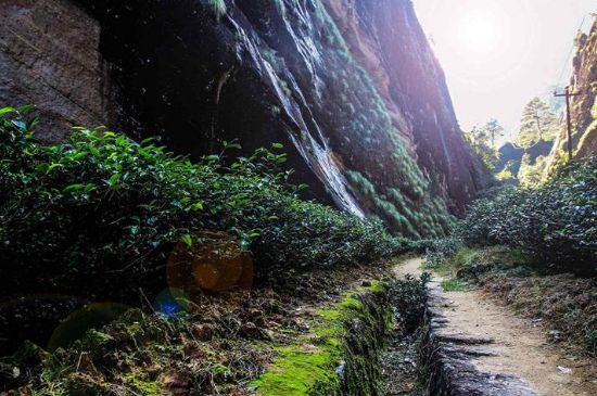 肉桂茶和大紅袍哪個貴，武夷山肉桂與大紅袍的價格比較
