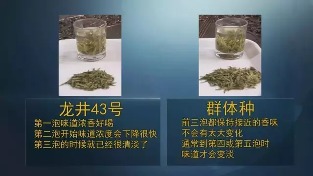 龍井群體種和43號的區(qū)別圖片，龍井43和群體種哪個(gè)好喝？