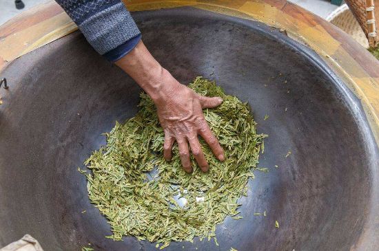 雀舌有一股青草味，雀舌為什么有青草味？