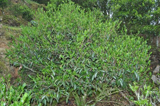 肉桂茶屬于紅茶嗎，牛欄坑肉桂是紅茶還是綠茶？