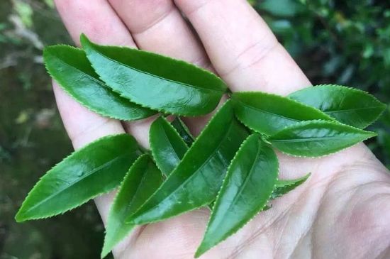 鋸朵仔跟鴨屎香哪個(gè)貴，鋸朵子和鴨屎香哪個(gè)好喝？