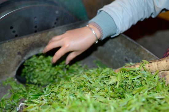 雀舌有一股青草味，雀舌為什么有青草味？