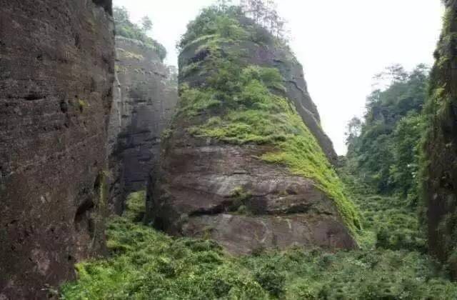 武夷山為什么盛產(chǎn)茶葉，武夷山茶為什么好喝？