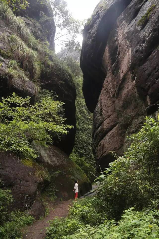 武夷山為什么盛產(chǎn)茶葉，武夷山茶為什么好喝？