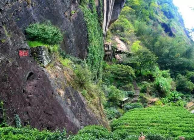 武夷山為什么盛產(chǎn)茶葉，武夷山茶為什么好喝？