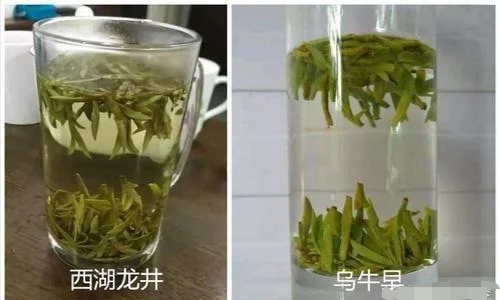 烏牛早和龍井的區(qū)別圖片，龍井43號和烏牛早茶的對比