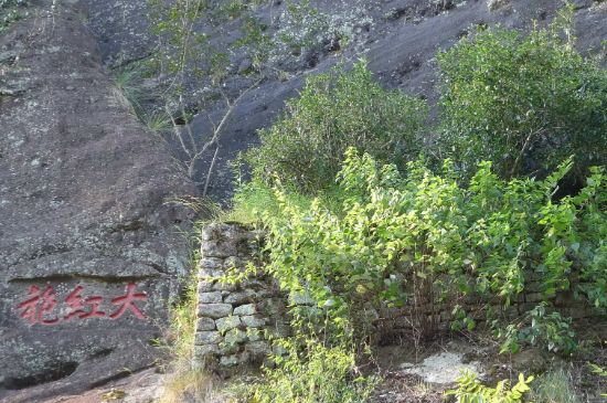 母樹大紅袍給誰(shuí)喝了，為什么母樹大紅袍叫三棵六株？