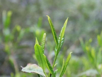 六安瓜片的功效與禁忌，六安瓜片適合什么人喝