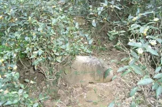 母樹大紅袍給誰(shuí)喝了，為什么母樹大紅袍叫三棵六株？