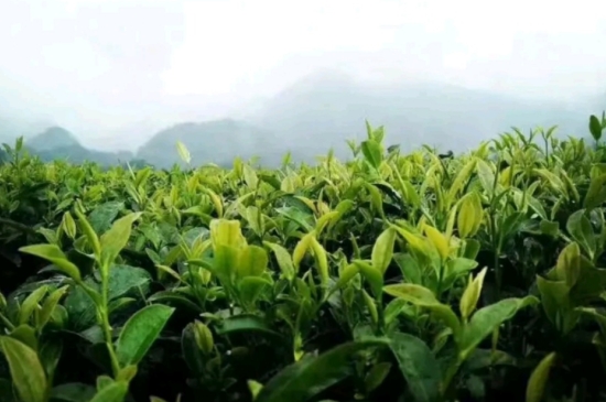 一天3杯紅茶抗癌，常飲紅茶對身體有好處！