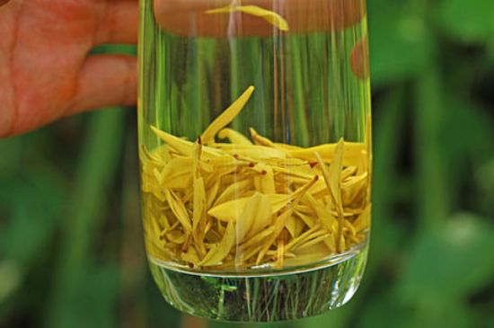 茶中奇葩黃金芽，安吉白茶中黃金芽的特點