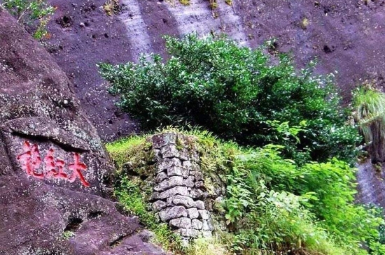 宋種一號價值為什么高，鳳凰單樅宋種1號價格與產(chǎn)量多少？