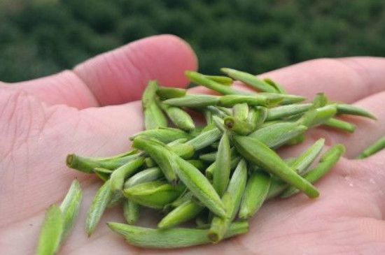 什么綠茶茶葉唇齒留香，哪個(gè)品種綠茶香氣好？