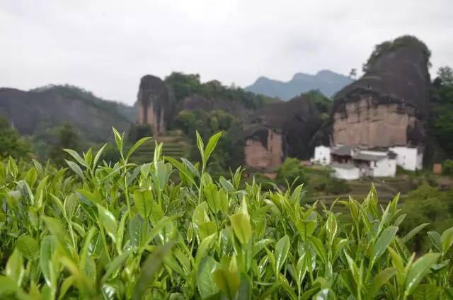 武夷山為什么盛產(chǎn)茶葉，武夷山茶為什么好喝？
