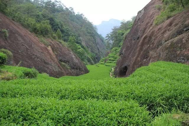武夷山為什么盛產(chǎn)茶葉，武夷山茶為什么好喝？