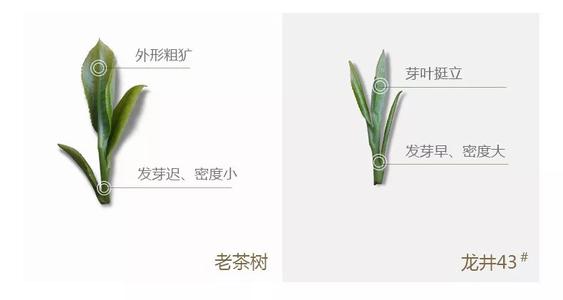 43號(hào)龍井屬于好茶嗎，龍井茶43號(hào)是什么意思？