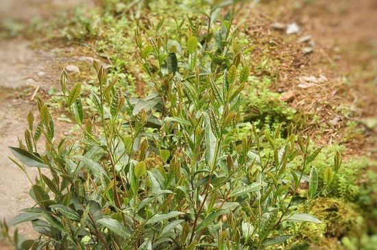 大紅袍四大品種有哪些，大紅袍的種類和著名品種特點介紹