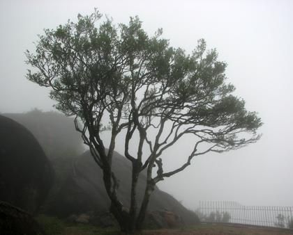 宋種一號價值為什么高，鳳凰單樅宋種1號價格與產(chǎn)量多少？